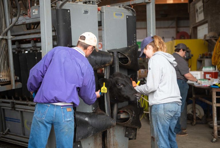 Handlers apply treatments to cattle following the beef quality assurance guidelines by administering products in the calf’s neck. (K-State Research and Extension)
