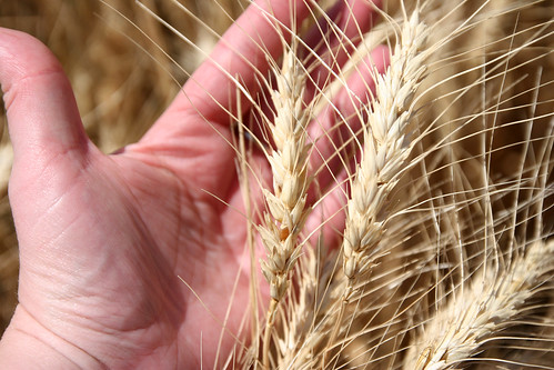 Wheat