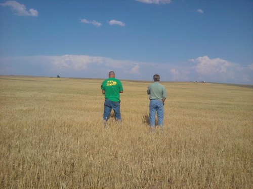 Cell phone photo: Okla. wheat