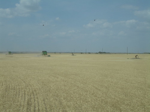 emma_goteboharvesting