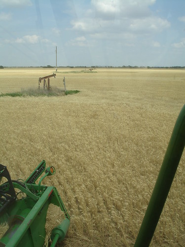 emma_goteboharvesting