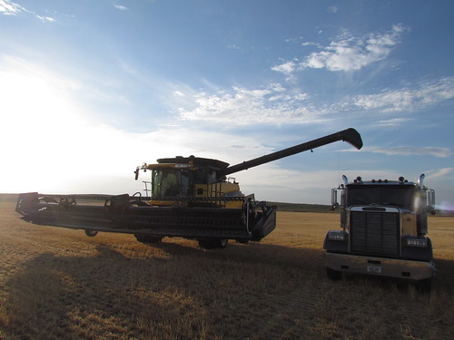 Harvest in Arnett, Okla.