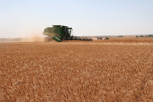 Combine opening up terrace with grain cart in the background