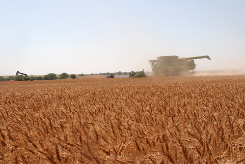 An oil pump and truck are backgrounds to this fields setting