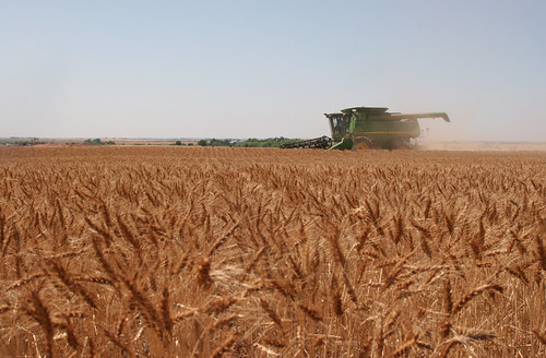 Harvesting by Hazelton KS