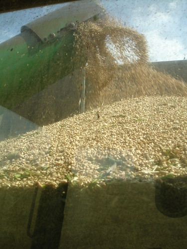 emma_andaleharvesting