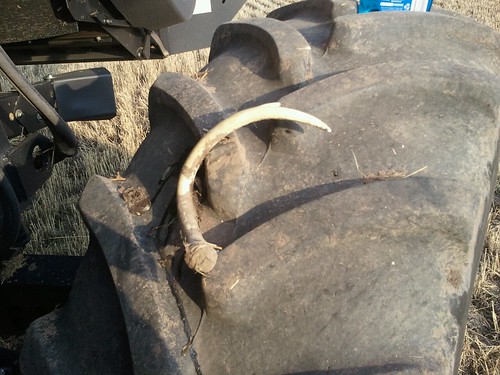 Antler in tire