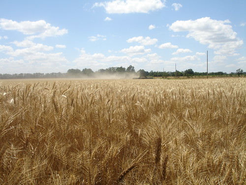 emma_andaleharvesting