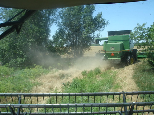 emma_andaleharvesting