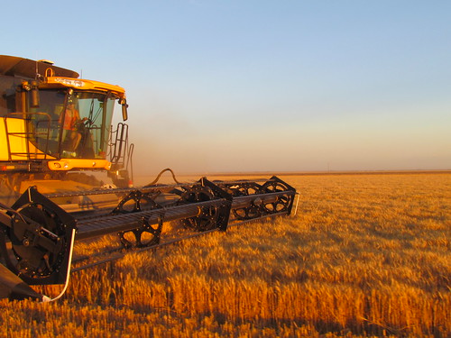 Tracy cutting in Deerfield, Kan.