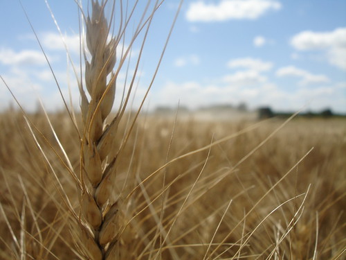 emma_andaleharvesting