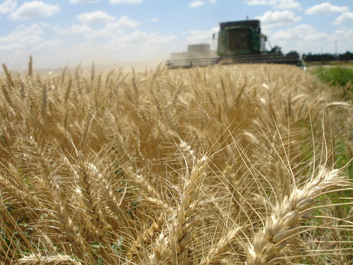 emma_andaleharvesting