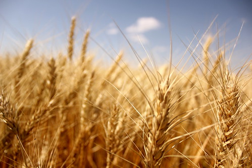 Wheat!