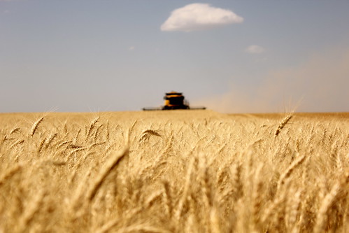 Cutting in Deerfield, Kan.