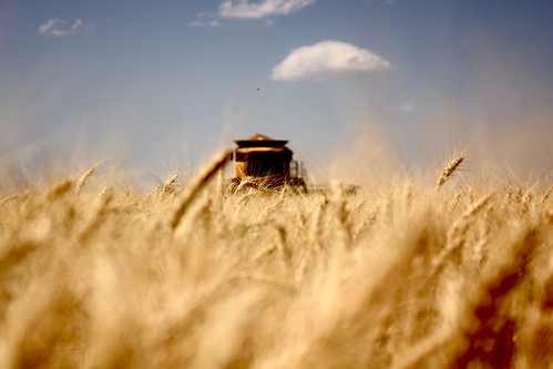 Cutting in Deerfield, Kan.