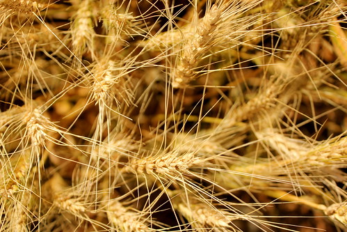 Wheat!
