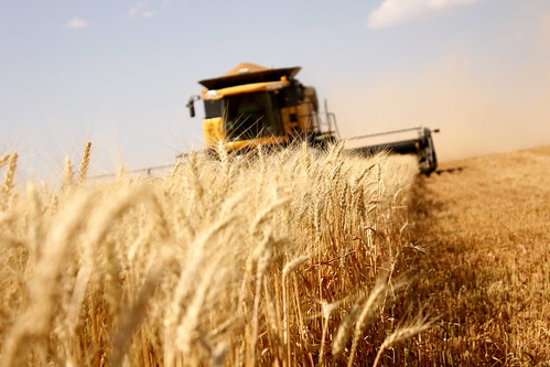 Cutting in Deerfield, Kan.