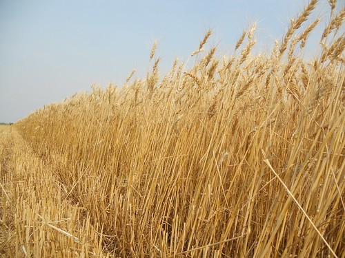 Wheat