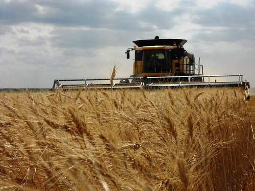 Combine in the wheat