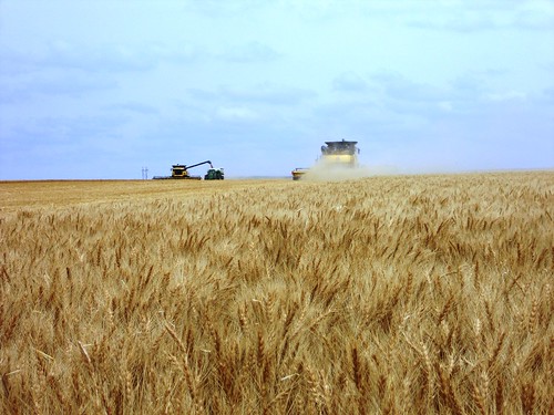 Hoxie wheat with combines