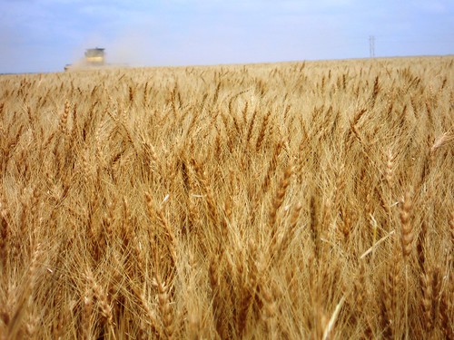 Hoxie wheat