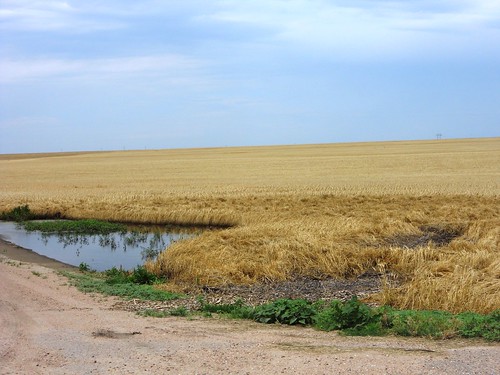 Puddle on side of field