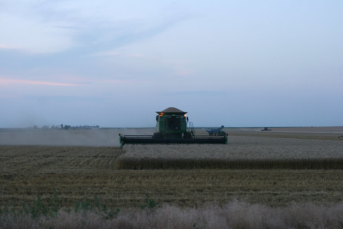 Bye Bye James leaving the field at dusk