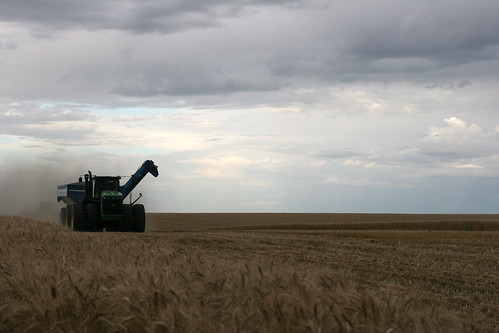 The grain cart heads back to dump.