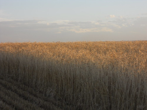 Tall wheat