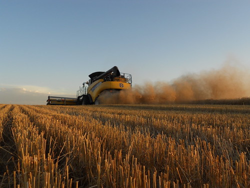 Stubble at dusk