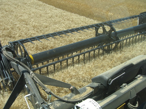 Colorado crop from combine cab.