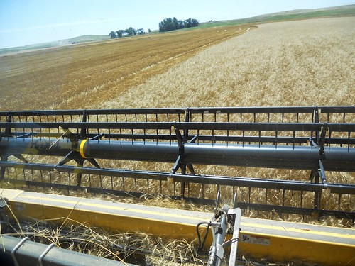 Combining wheat