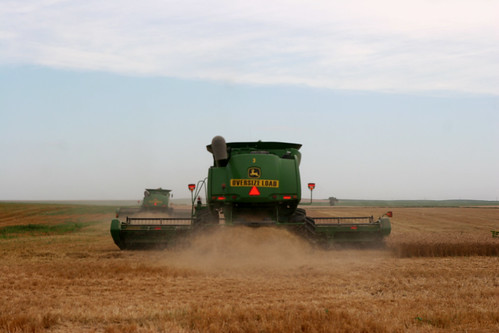 Roly and Oak make the last round in our last field of winter wheat to cut