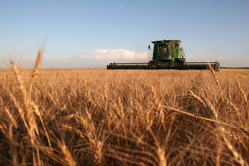 Oak cutting in Faulkton.