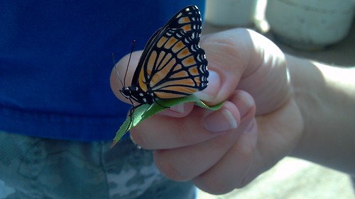 emma_gregorybutterfly