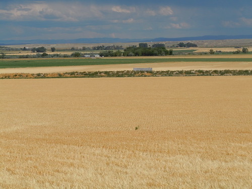 Barley field
