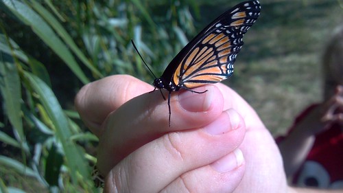 emma_gregorybutterfly