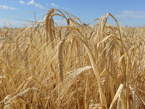 Barley close up