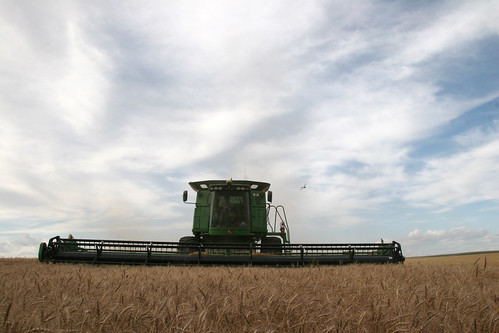 There are many pheasants and other birds around the field.