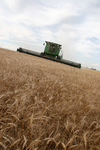 Oak cuts towards me while the grain cart waits for a call of duty.