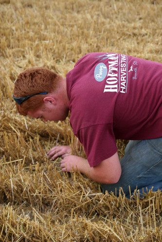 Callum checks to make sure we aren't throwing to much wheat over.