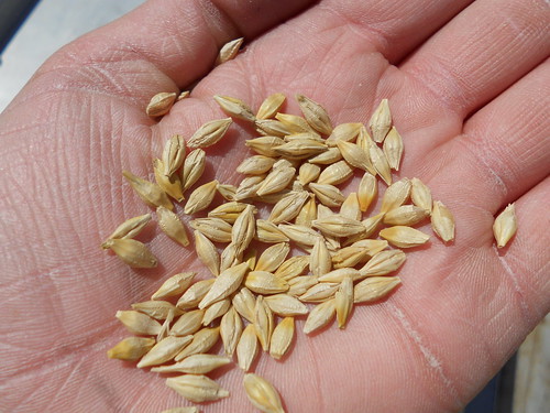 Barley up close