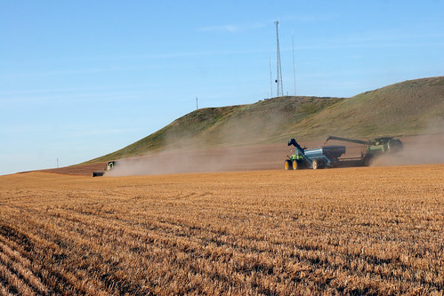 Cutting seed wheat in Regent ND