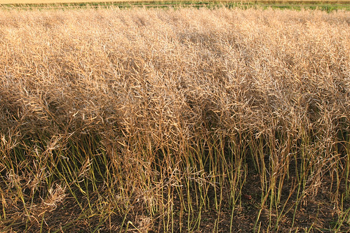 Canola is a delicate crop.