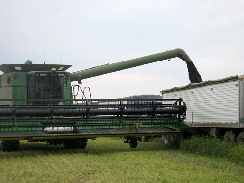 Oak dumps on the truck