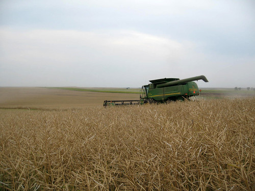 Canola is a different scenery than wheat.