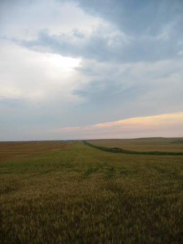 A view of the neighbors wheat.