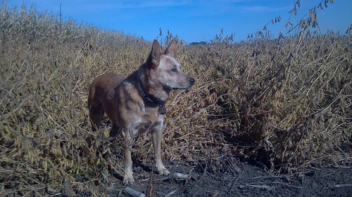 emma_rockrapidssoybeansjesse