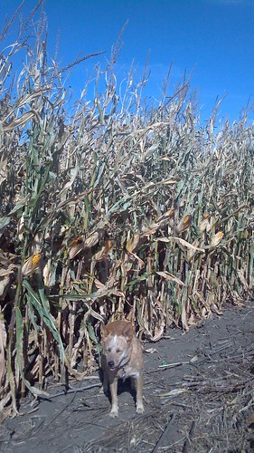 emma_rockrapidscornjesse