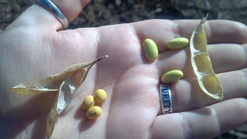 emma_rockrapidssoybeans